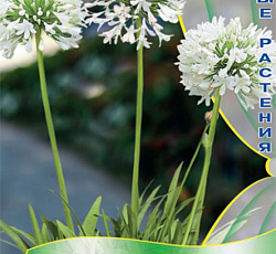 Агапантус Белый