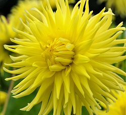 Георгина (кактусовая) - Йеллоу Стар