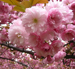 Сакура (вишня декоративная) - Ошидори