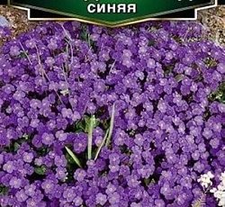 Обриета Гранд каскад синяя