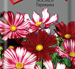 Космея Парижанка