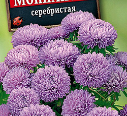 Астра Монпансье серебристая