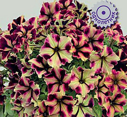 Петуния гибридная Романтика Норма