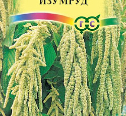 Амарант Изумруд (хвостатый)