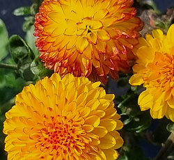 Хризантема (корейская) - Алиса