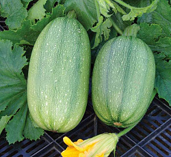 Кабачок Спагетти равиоло