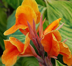 Канна (пестролистная) - Голд Адер