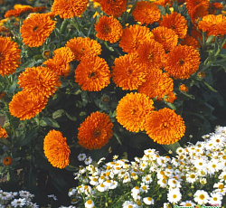 Календула Оранжевая Русский размер