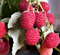 Малина (ремонтантная) - Геракл