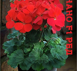Пеларгония зональная карликовая Нано F1 Ред