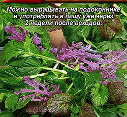 Бэби салат Яркая смесь