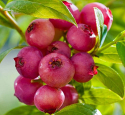 Голубика (высокорослая) - Пинк Лимонад (Люкс)