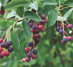 Ирга - Канадская