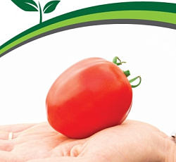 Томат Синдбад F1