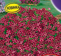 Петуния Джоконда звездная бургунди F1