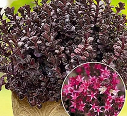 Очиток (Седум) ложный Вуду