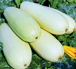 Кабачок Малыш