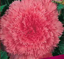 Бегония (бахромчатая) - Пинк