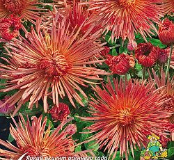 Хризантема (корейская) - Оранжевая игольчатая