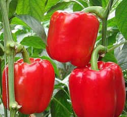 Перец сладкий Калифорнийское чудо