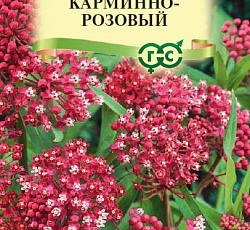 Ваточник Карминно-розовый