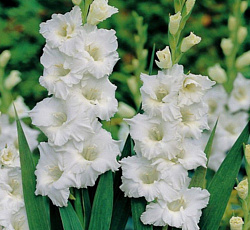 Гладиолус (гофрированный) - Тарантелла