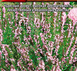 Иссоп лекарственный Розовый