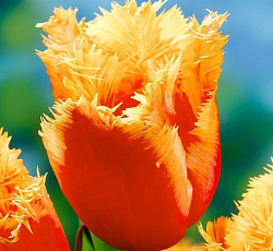 Тюльпан (Бахромчатый) - Ламбада