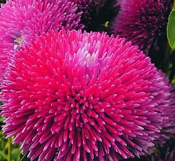 Астра Гранатовая Русский размер