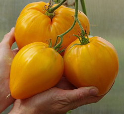 Томат Желтая империя F1