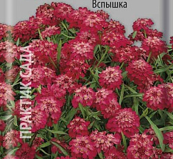 Иберис зонтичный Вспышка