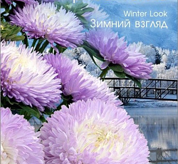 Астра китайская Хризантелла Зимний взгляд
