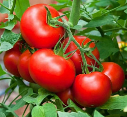 Томат Финиш