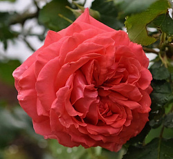 Роза (плетистая) - Ди Ди Бриджуотер