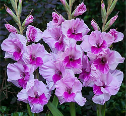 Гладиолус (крупноцветковый) - Аланна