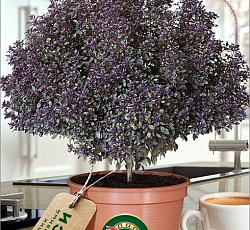 Базилик декоративный Пикси Вуд