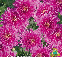 Хризантема (корейская) - Новелла