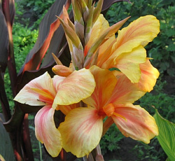 Канна (коричневолистная) - Фиеста