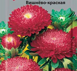 Астра Помпонная Вишнево-красная