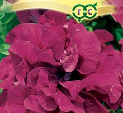 Петуния махровая Легенда F1