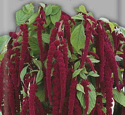 Амарант Красный