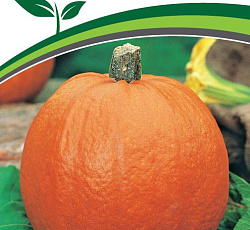 Тыква Оранж Саммер F1
