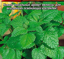 Мелисса лекарственная Мандариновый аромат
