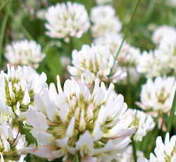 Клевер белый ползучий Нанук