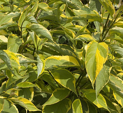 Дерен (белый) - Гоучаулти