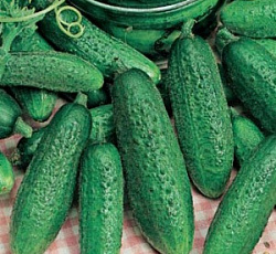 Огурец Изобильный F1