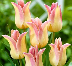 Тюльпан (Лилиецветный) - Элегант Леди