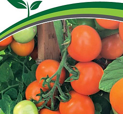 Томат Оранжевый земледелец F1