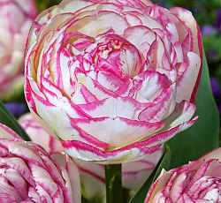 Тюльпан (Махровый поздний) - Дабл Тач (Люкс)