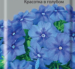 Флокс друммонда Красотка в голубом